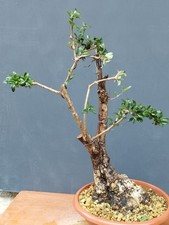 Bonsaï olivier, 56 x 20 cm en