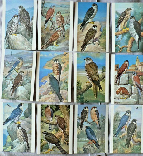 Peintre animalier h - cp, 12