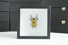 Coléoptère naturalisé 