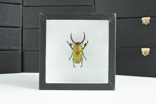 Coléoptère naturalisé - ,