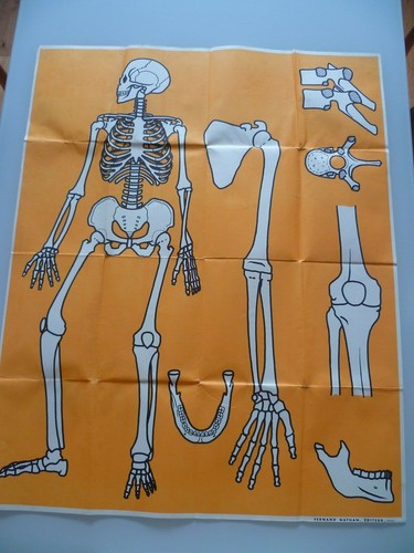 Grande affiche scolaire - affiche,