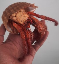  taxidermie : Énorme Bernard