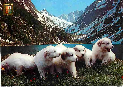 Carte postale animaux - carte,