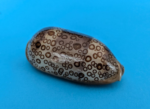 Cypraea argus contracasta 69,6