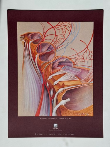 Affiche dessin anatomie - ,