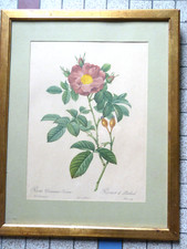 Lithographie encadrée signée Pierre Joseph REDOUTE:ROSE DAMASCENA COCCINEA