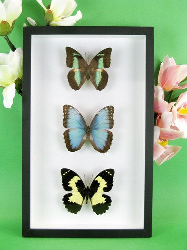 Beaux papillons magnifiques - beaux,