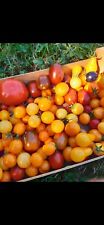 lot de  variétés de graines de tomates