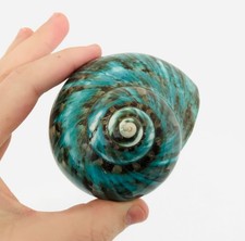 Grand coquillage naturel -