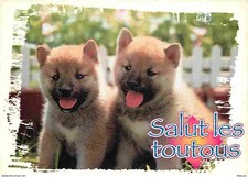 Carte Postale - Animaux -