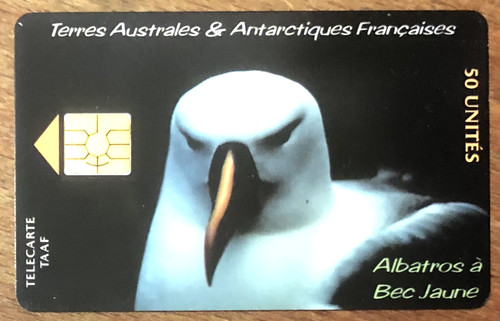 Taaf albatros bec jaune - albatros,