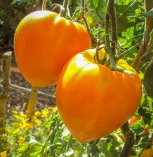 20 graines de tomate Coeur de