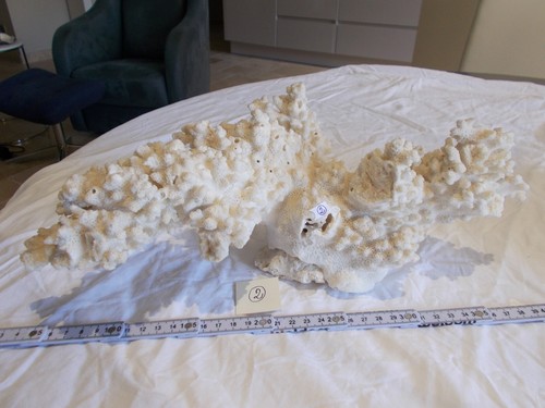 Tres beau corail blanc - tres,