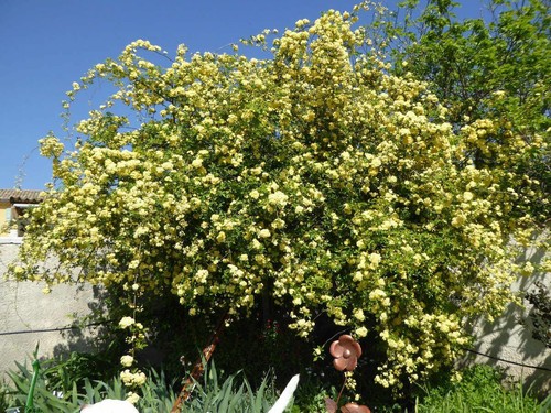 Rosier banks jaune rosa - rosier, (rosa