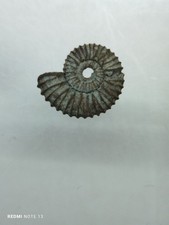 Ammonite,  Fossiles France