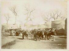 CHINE CIRCA 1900  Attelage de chars à boeufs  devant les yourtes