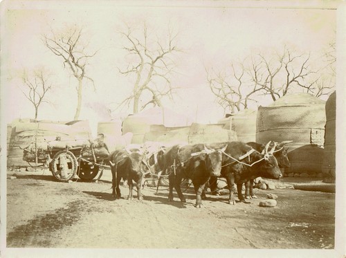 Chine circa 1900 attelage de - attelage,