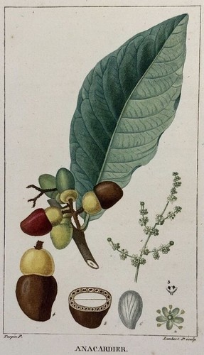 Anacardier cajou nuts cuisine - cajou,