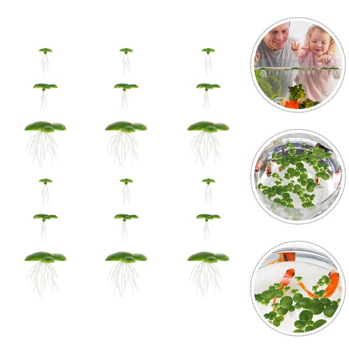 Pack plantes flottantes - 6,