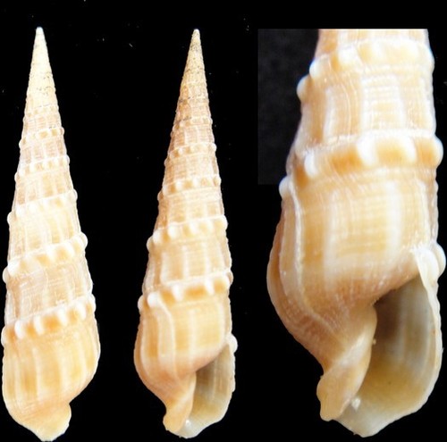 Coquillage collection - de,