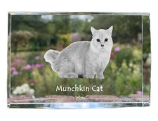 Chat Munchkin cristal avec un