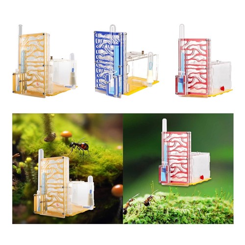 Nid habitat pour fourmis - nid, d'habitat