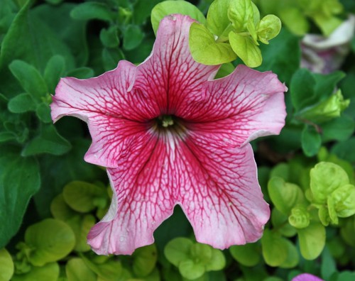 Graines pétunia rose - graines,