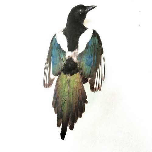 Taxidermy magpie bird crow - magpie,