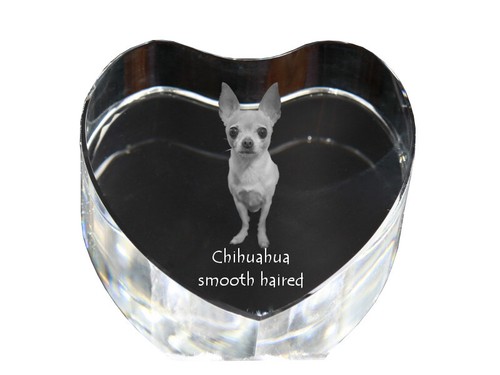 Chihuahua poil long - à,