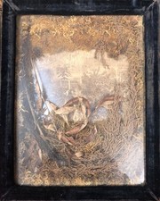 [Reliques impériales de Saint-Hélène]. Tableau végétal sur fond illustré en noi