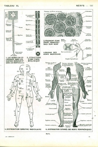 Cabinet curiosité anatomie - cabinet,
