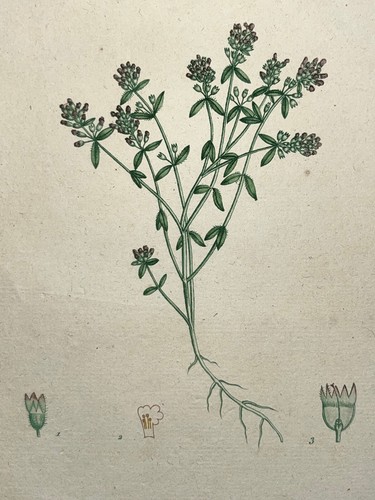 Thym serpolet plante gravure - thym,