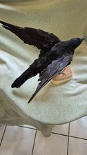 Taxidermie - oiseau