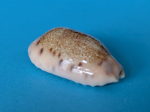 Cypraea caurica - , 32,9