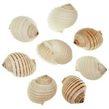 Coquillages tonna allium - 5 à 8 cm - Lot de 2