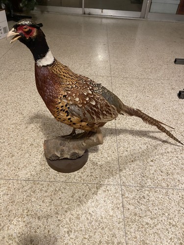 Standing pheasant bird - standing,