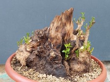 Bonsaï olivier 26 x 29 cm en