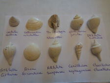 Lot de 20 Fossiles des faluns