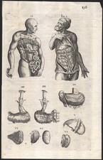 1720 Gravure André Vésale Anatomie Appareil digestif Andreas Vesalius Médecine