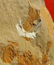 TRILOBITE CAMBRIEN DE LA MONTAGNE NOIRE