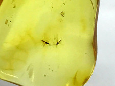 Pendentif Ambre 2 Insectes