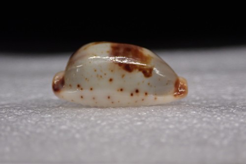 Sea shells cypraea - sea, -cypraea