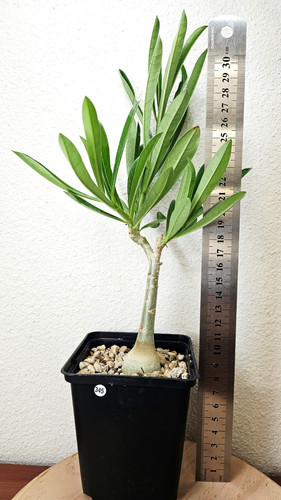 Adenium swazicum live - swazicum, ➡️live