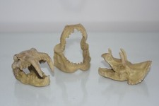 Vivarium Détaillée Mini