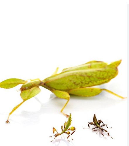 Phasmes feuille phyllium - feuille,