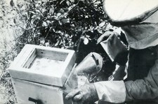 CPSM / PHOTO MALAUCENE / EXPOSITION APICOLE 1983 ELEVAGE DE REINES / NUCLEI / 
