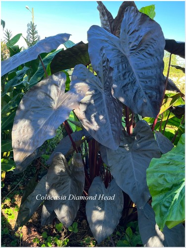 Colocasia esculenta diamond - esculenta,