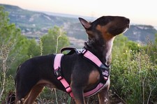 Harnais pour chien anti-traction taille M