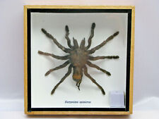 Araignée oiseaux  vitrine noir - taxidermy- une beauté unique Naturalise réel 3D