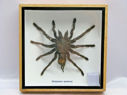 Araignée oiseaux vitrine - ,